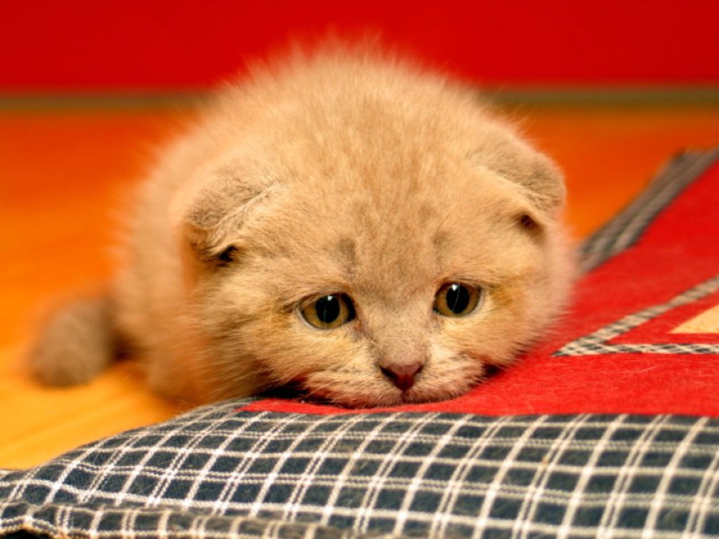 Sad birthday cat Sad birthday cat protest